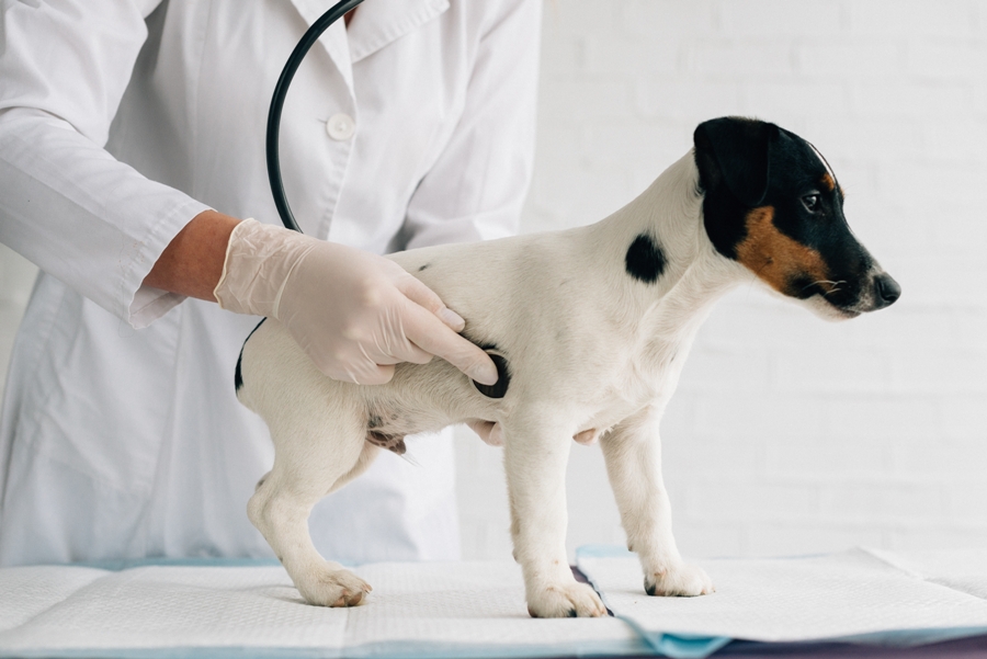 Treating Your Dog For An Upset Stomach
