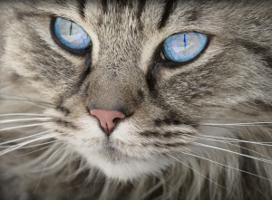 5 Rare House Cat Breeds We Didn't Know Existed