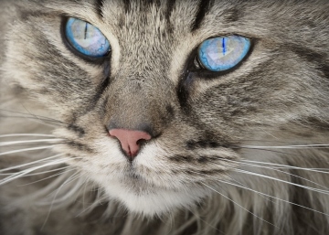 5 Rare House Cat Breeds We Didn't Know Existed